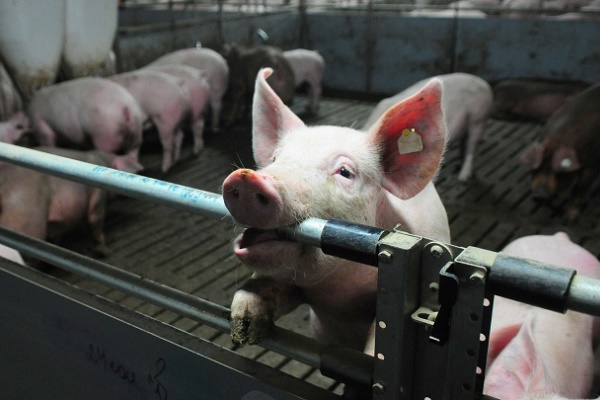В Старомайнском районе обнаружен очаг африканской чумы свиней